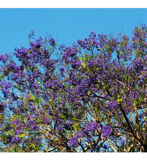 Jacaranda Mimosifolia Blue Jacaranda Tree For Sale Florida