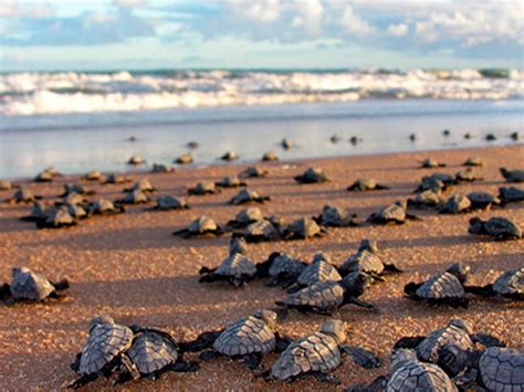 Mais de 36 mil filhotes de tartarugas marinhas são protegidos na Bahia