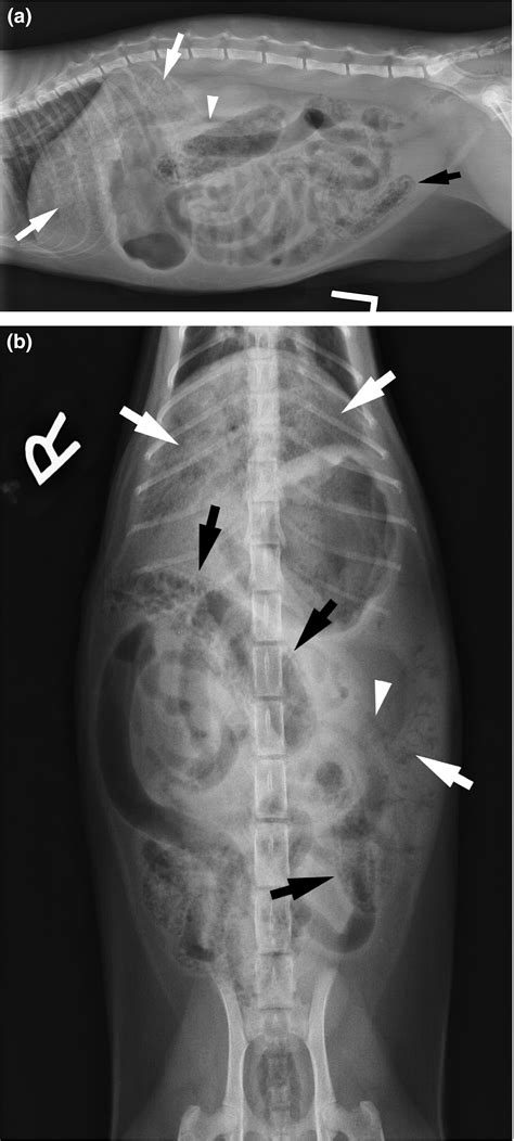 Pneumatosis Of The Intestines Colon And Liver In A Young Cat