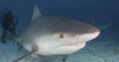 Shark Swims Just Metres From The Shore In Sydneys La Perouse