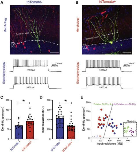 A Sparse Spatially Biased Subtype Of Mature Granule Cell Dominates