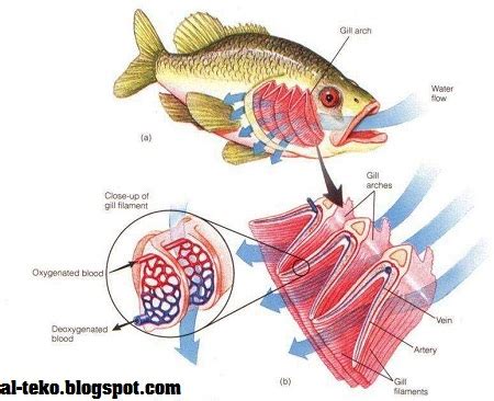 Cara Kerja Insang Ikan ~ SDN Dolopo 1