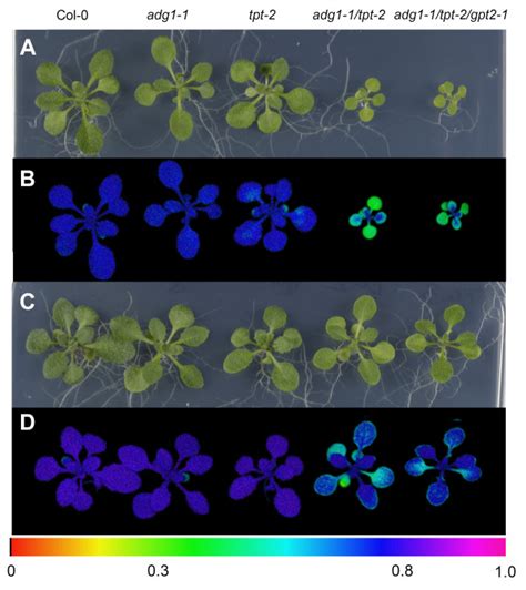 Phenotypes And Chl A Fluorescence Images Of Wild Type And Mutant Plants