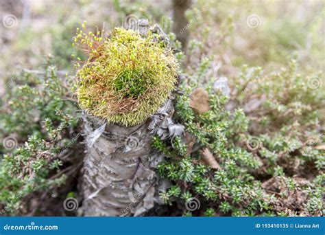 Moss On A Shrub In The North Boreal Forest Stock Image Image Of Cold