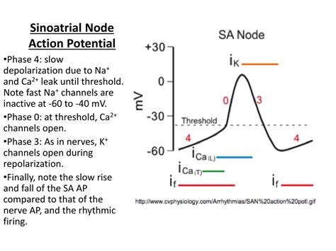 Sa Node Action Potential