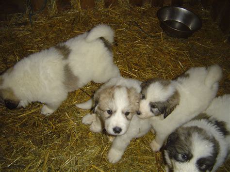 Une Port E De Chiots Patou A Vu Le Jour Levage Du Massif