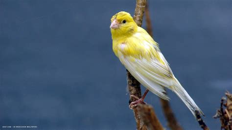 Canary Bird Wallpapers - Top Free Canary Bird Backgrounds - WallpaperAccess