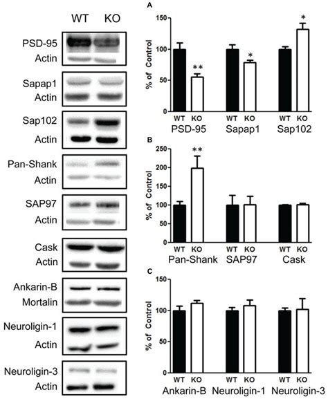 Deletion Of PTEN Alters Several Synaptic Scaffolding Proteins In The