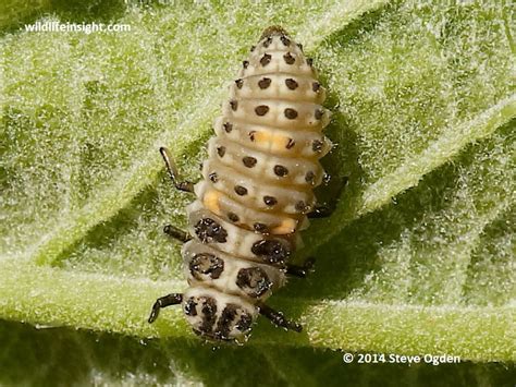 British Beetle And Ladybird Larvae Galleries Wildlife Insight