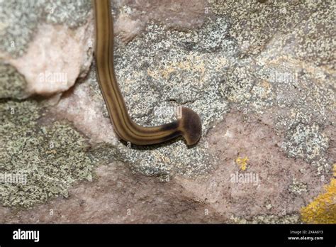 Shovel Headed Garden Worm Bipalium Kewense Also Known As The