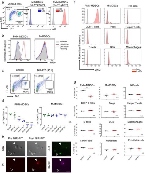 Confirmation Of Ly G Expression And Ex Vivo Ly G Targeted Nir Pit A