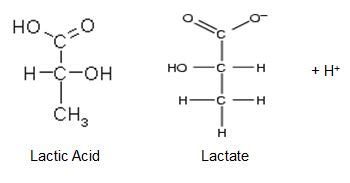 All Hands on Fitness: The "Lactic Acid" Myth 