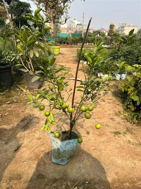 Clay Full Sun Exposure Kagzi Lemon Plant For Fruits At Rs 250 Piece In