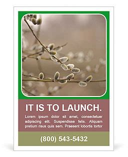 Catkins Of Pussy Willow Tree A Guide To Identification And Care Ad