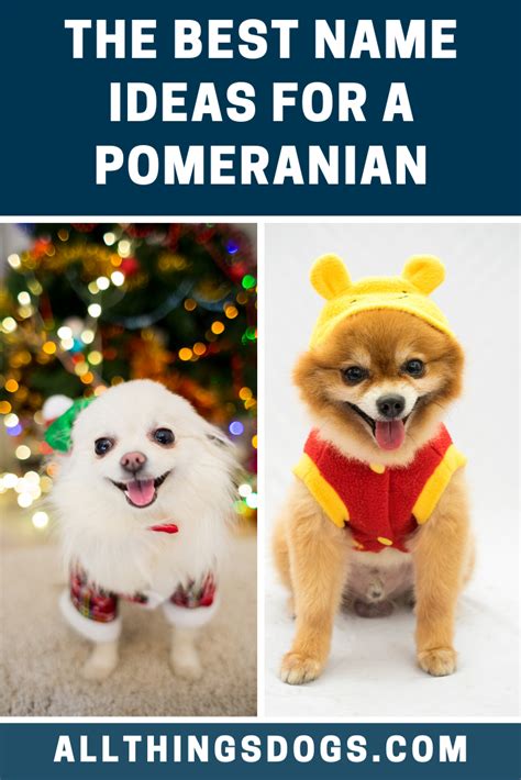 Pomeranian Dog Names Male - Pets Lovers