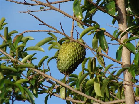 ¿Qué árbol produce la guanábana?