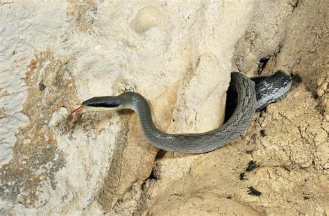 Cave-dwelling Rat Snake Photograph by Robbie Shone