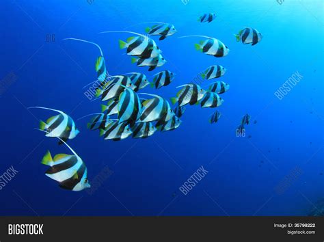 School Tropical Fish Image And Photo Free Trial Bigstock