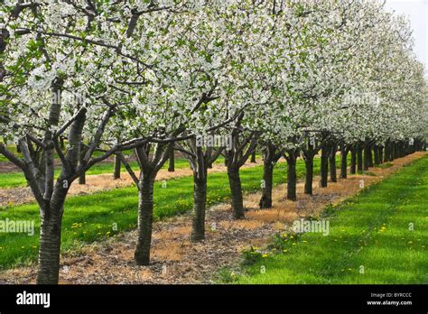 Farms And Apple Orchards Hi Res Stock Photography And Images Alamy