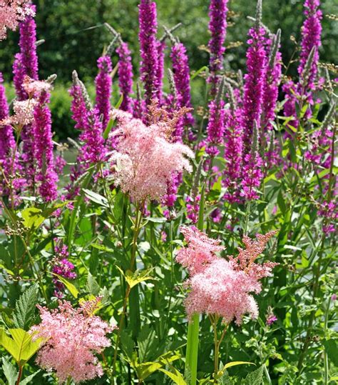 Filipendula rubra 'Venusta' Queen of the Prairie from Prides Corner Farms