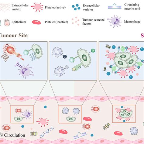 Platelet inhibitors and anticoagulants in cancer therapy. | Download Scientific Diagram