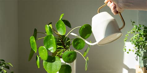 How To Care For Indoor Plants During The Winters Briggs Agency Inc