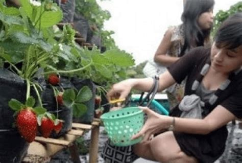 Asyiknya Petik Strawberry Di Puncak Berry Farm