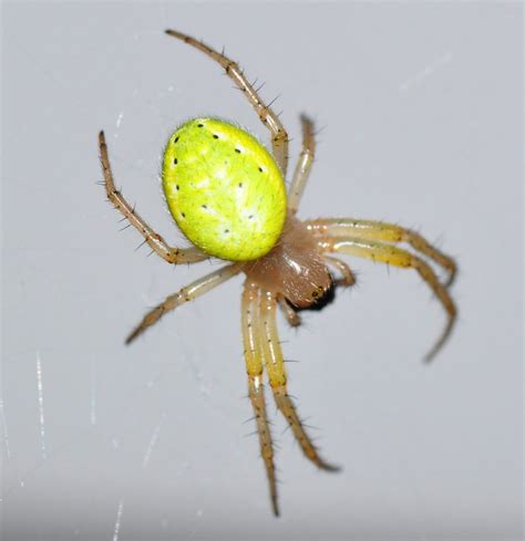 The Nhbs Guide To Uk Spider Identification