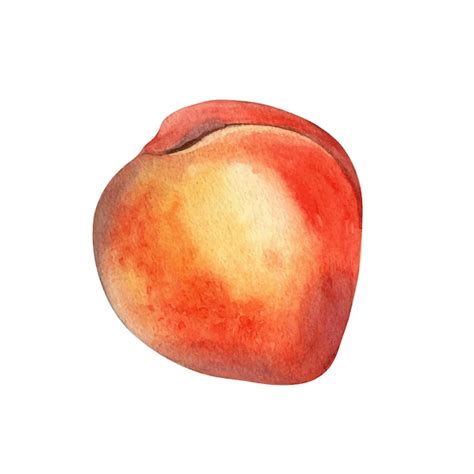 Ilustra O De Aquarela De P Ssego Doce Nectarina Fresca Isolada Em