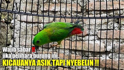 Dibalik Suara Tajamada Keunikan Dari Burung Serindit Yang Menguras