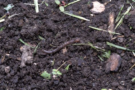 A New Invasive Species Heres What You Need To Know About Jumping