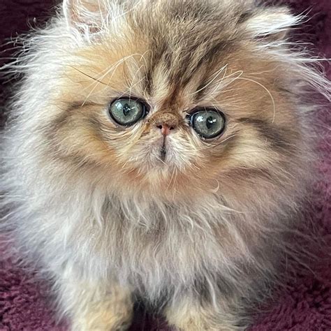 Priceless Persian Kittens... - Priceless Persian Kittens