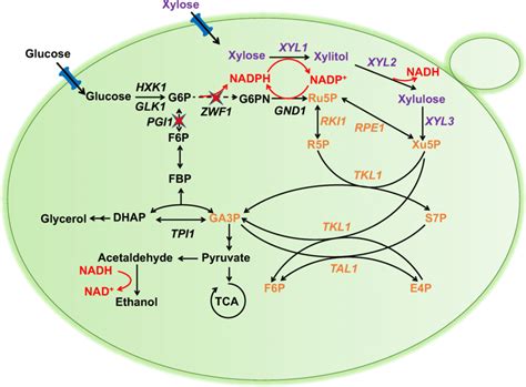 Xylulose Vs Xylose