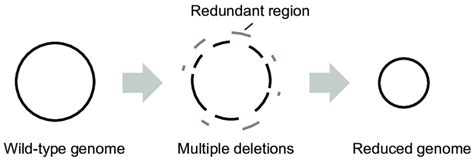 Schematic Drawing Of Genome Reduction A Reduced Genome Is Constructed