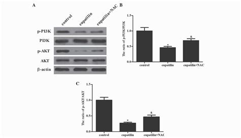 Eupatilin Induces Human Renal Cancer Cell Apoptosis Via ROSmediated