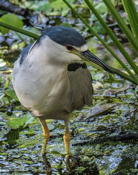 Black Crowned Night Heron Photograph By Paula Fink Pixels