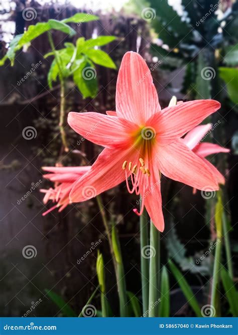 桃红色花 库存照片 图片 包括有 橙色 植物群 捉住 绿色 开花的 黄色 粉红色 绽放 花卉 58657040