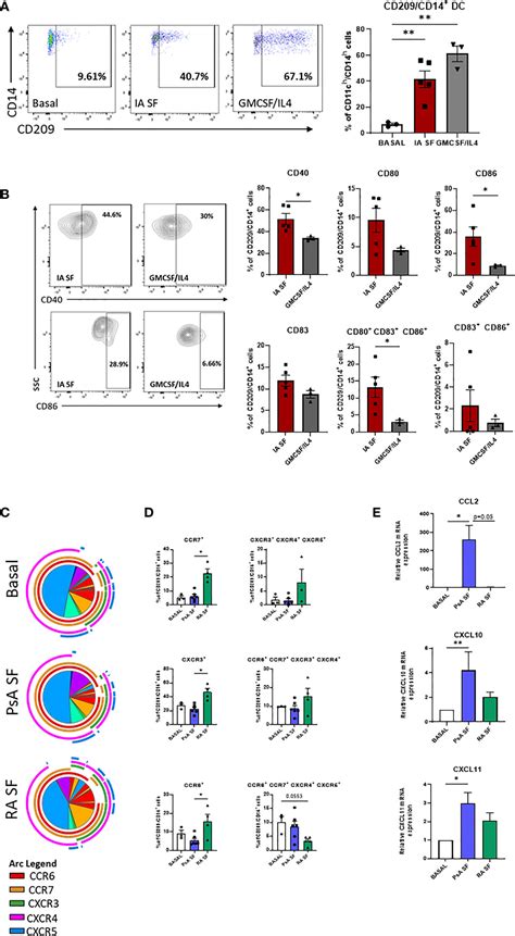 Frontiers CD209 CD14 Dendritic Cells Characterization In Rheumatoid