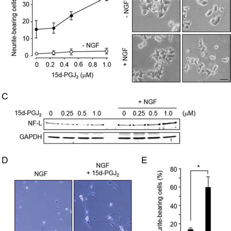 D Pgj Enhances Ngf Induced Neurite Outgrowth A Dose Dependent