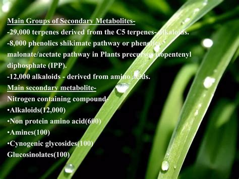 Plant Secondary Metabolites Ppt