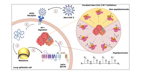 Targeting Sars Cov Main Protease For Treatment Of Covid Covalent