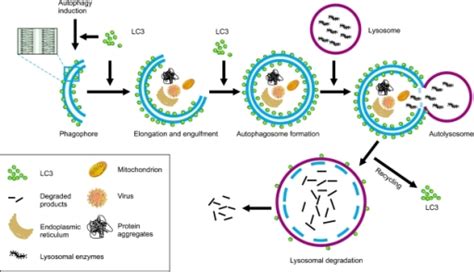 Schematic Diagram Of Autophagic Progression Autophagy Open I