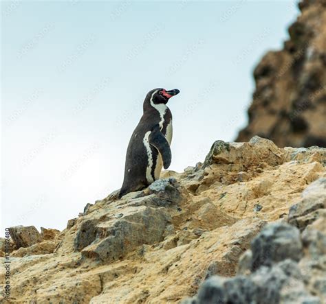 Humboldt Penguin Stand On The Rocky Shoreline Of The Island Ballestas