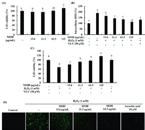 Cytoprotective Effects Of MOH Against H2O2 Induced Vero Cells A