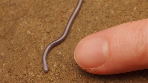 The Smallest Snake Common Blind Snake Hong Kong Snakes YouTube