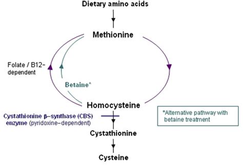 A Simplified Pathway Of Methionine Metabolism And Homocysteine