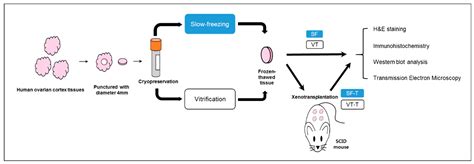 Ijms Free Full Text Comparison Between Slow Freezing And