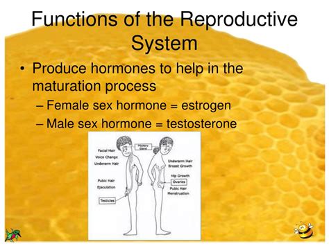 Ppt The Reproductive System Powerpoint Presentation Free Download