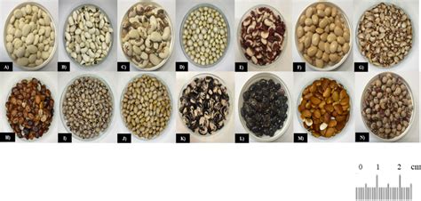 Phenotypic differences among lima bean varieties conserved in ...