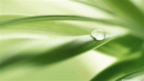 Green Leafed Plant Closeup Water Drops Green Nature HD Wallpaper